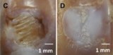 A photo of bone regeneration in rabbits