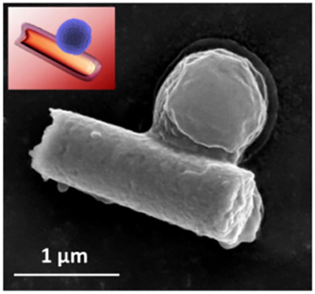 MRSA bacterium attached to the biohybrid nanorobot