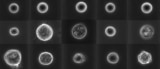 Cell diversity
