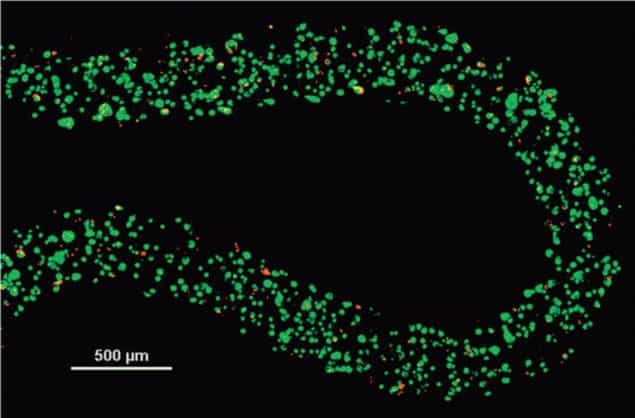 Live/dead cells encapsulated within an alginate hydrogel