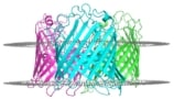 Interaction sites of the membrane protein OmpF
