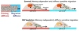 Cells retain mechanical memory from their previous environment