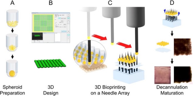 3D bioprinting of a biomaterial-free patch.