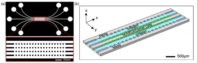 Microfabricated matrix invasion model