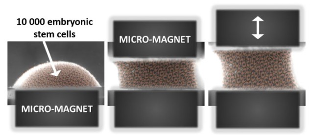 Magnets aggregate and then stretch the stem cells