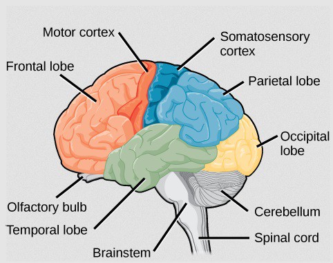 Hand movements preserved in the brains of amputees – Physics World