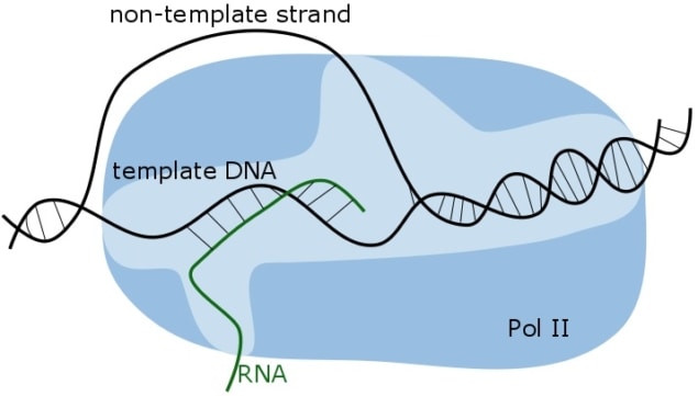 Schematic of DNA to RNA transcription