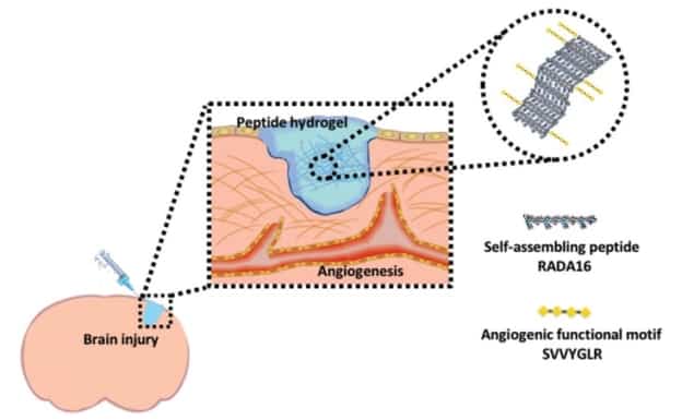 Hydrogel promotes regeneration of damaged tissue