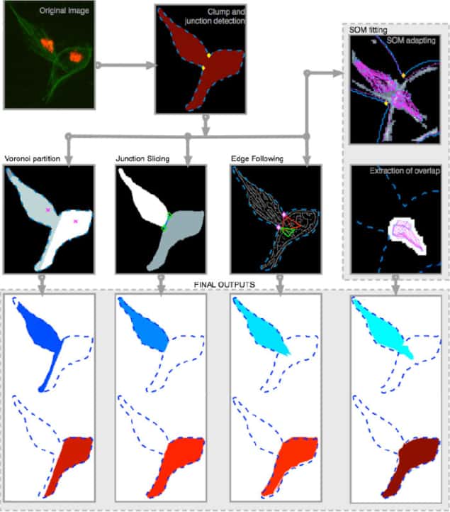 Anglegram combined with junction splicing provides the most accurate cell segmentation