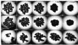 The fusion of 30 tissue spheroids