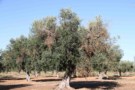 Photo of an olive tree affected by Xylella fastidiosa, with visual symptoms of chlorosis and defoliation. Courtesy: Juan A. Navas-Cortes