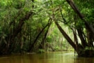 Photo of Amazon rainforest (Courtesy: iStock/edsongrandisoli)