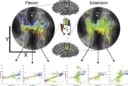 fMRI reveals finger motion encoding in the brain – Physics World
