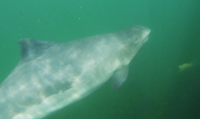 A harbour porpoise photographed underwater