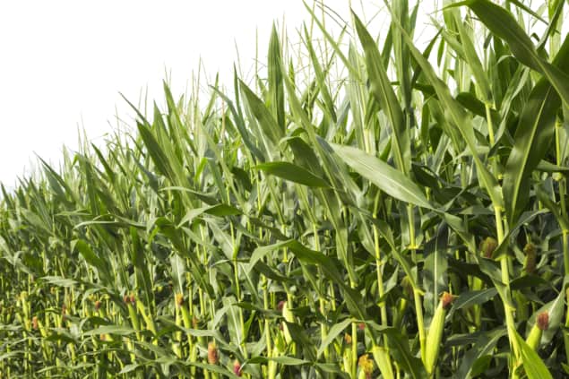 Photo of maize. Courtesy: iStock/feellife