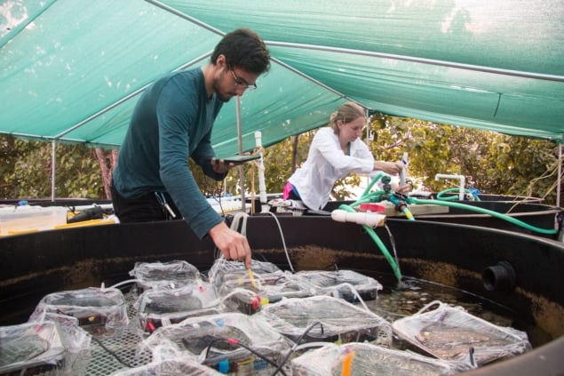 Photo of Zachary Quinlan and Nyssa Silbiger collecting water samples during the experiment. Courtesy: Henry Shiu