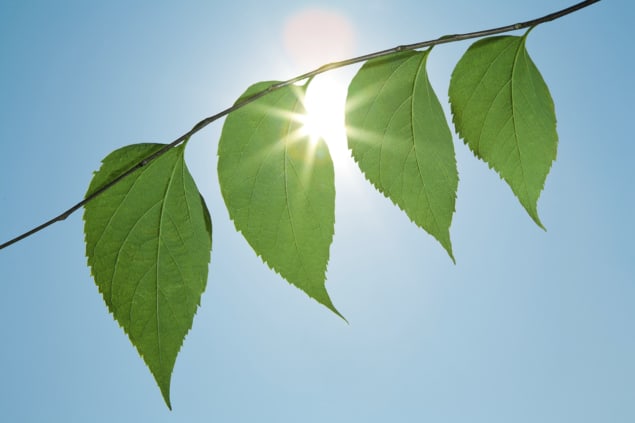 Photo of green leaves with blue sky and sun behind. Courtesy iStock/MilosJokic