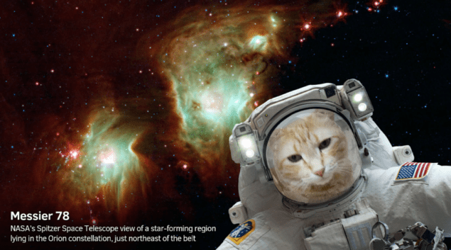 Cat in space