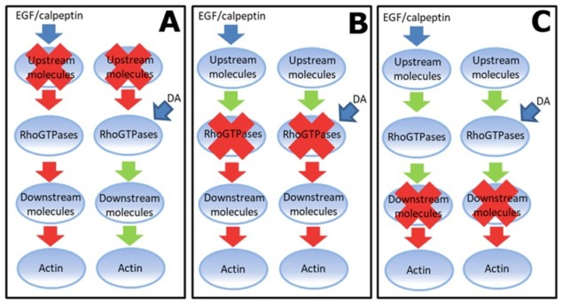 Polymerization Pathways Cytoskeleton dynamics help reveal mechanisms of autism – Physics World