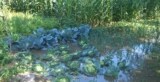 Photo of irrigating cabbages in China’s Gansu province. (Courtesy: By Vmenkov, via Wikimedia Commons)