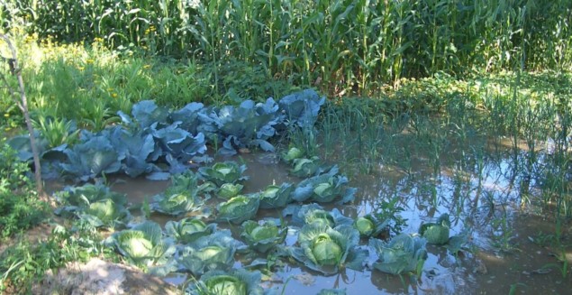 extreme-heat-and-humidity-e1533480239230-1024x527 Photo of irrigating cabbages in China’s Gansu province. (Courtesy: By Vmenkov, via Wikimedia Commons)
