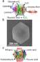 Biocatalytic cascades