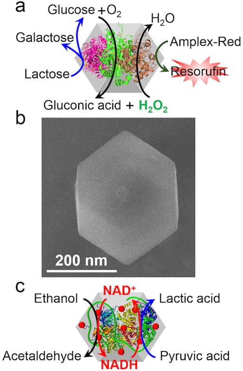 Biocatalytic cascades driven by enzymes Biocatalytic cascades