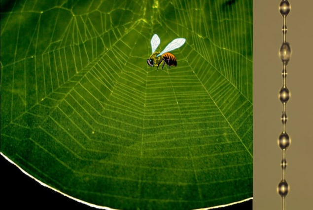 (Left) A photo of a spider orb web and (right) the elegant bead-on-chain structure of spiral silk