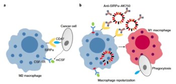 Supramolecule joins the battle against cancer – Physics World