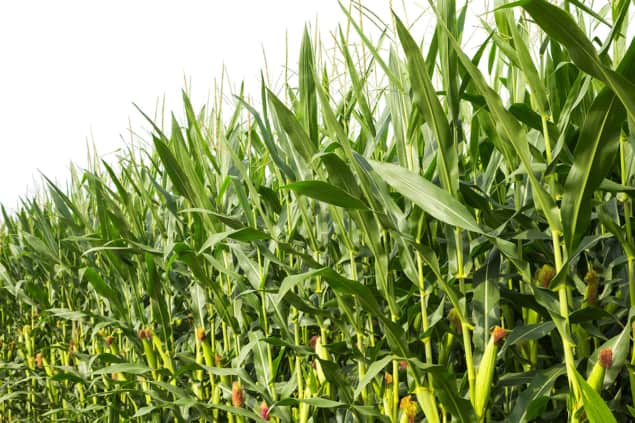 Photo of maize (corn).