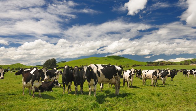 Photo of cows in green field