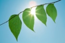 Photo of green leaves against blue sky