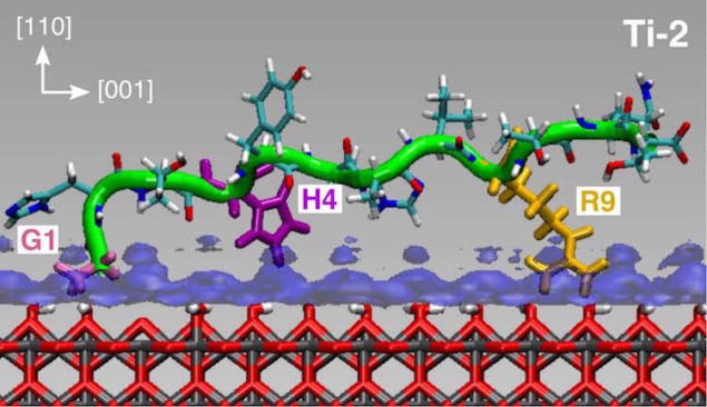 Ti-2 peptide adsorbed on titania