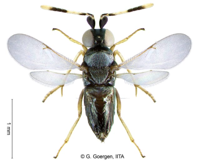 1024px-Anagyrus_lopezi Photo of Anagyrus lopezi