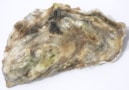 Photo of Pacific oyster