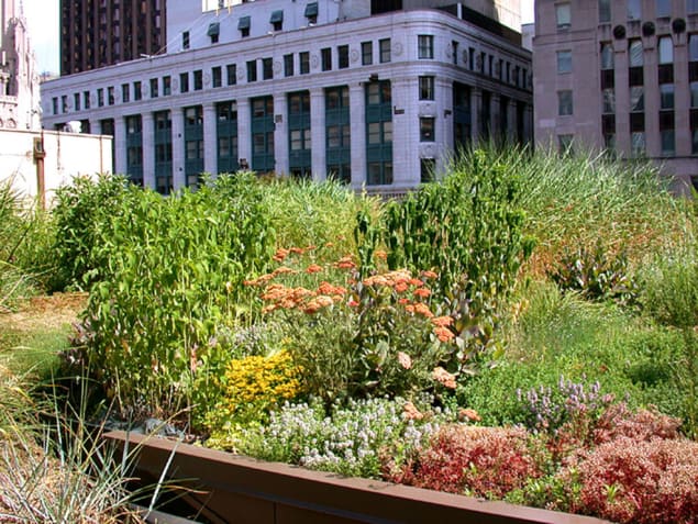 Photo of green roof at Chicago City Hall