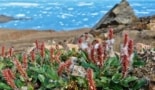 Photo of Arctic plants