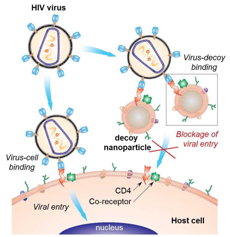 Decoy Nanoparticles Prevent Hiv Infection Physics World