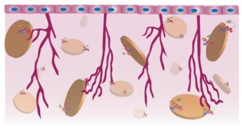 Schematic of nanosilicate.