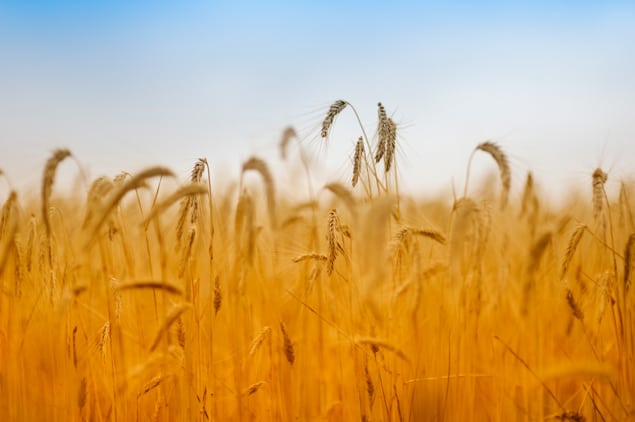 Photo of wheat field (Teresa May not present)
