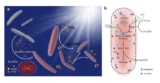 Photosensitized bacteria