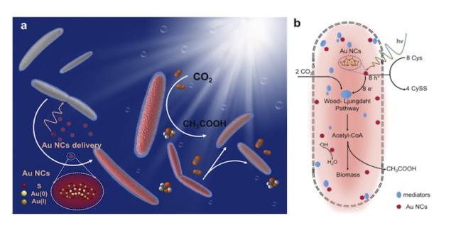 Photosensitized bacteria