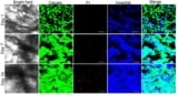 Dead/live staining