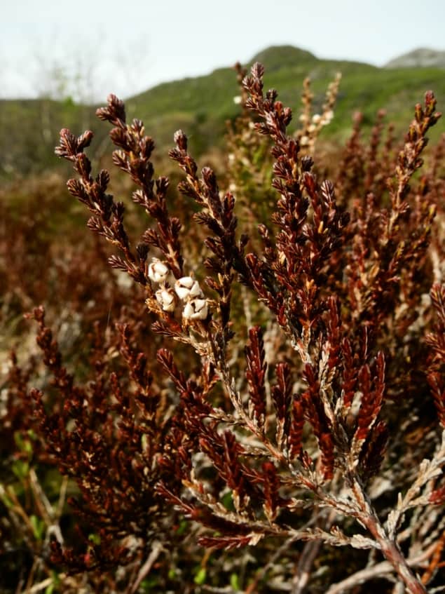 Photo of Arctic vegetation showing anthocyanin pigments after a browning event