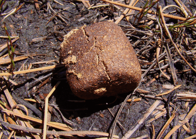 Wombat poo