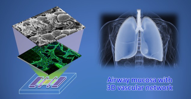 Airway mucosa