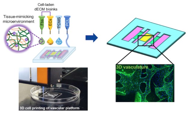 3D cell printing using dECM bioink