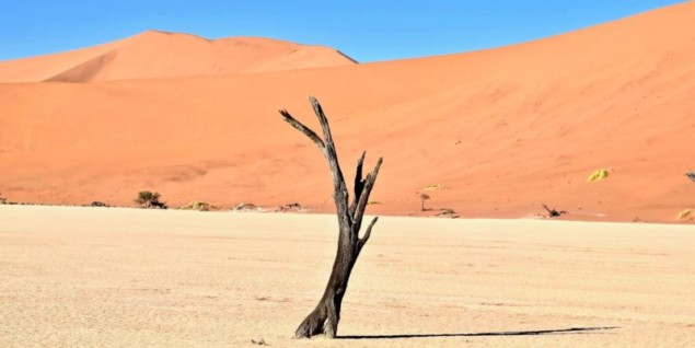Photo of tree trunk in Namibian desert