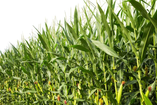 corn-crop-901083580-iStock_feellife Photo of maize plants