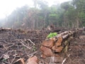 Photo of rainforest destruction